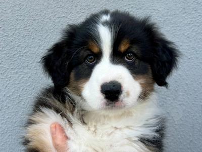 Australian Shepherd puppies in Longford