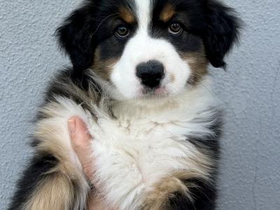 Australian Shepherd puppies in Longford