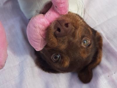 Beautiful Cocker Spaniel x Jack Russell puppies