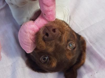 Jack Russell x Cocker Spaniel