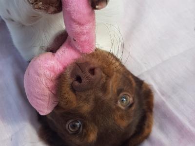 Cocker Spaniel x Jack Russell puppies