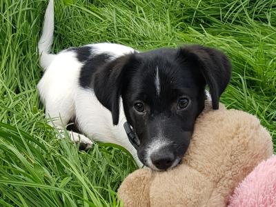 🐾 Adorable Puppies Ready for Their Forever Homes! 🐶💛