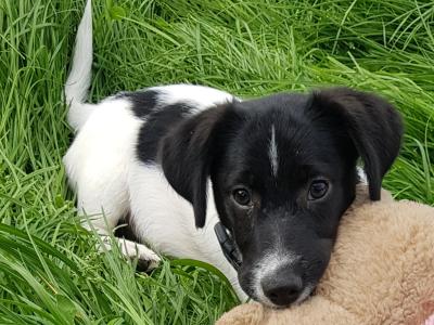 Adorable Cocker Spaniel x Jack Russell puppies in Cavan ready for Their Forever Homes! 🐶💛