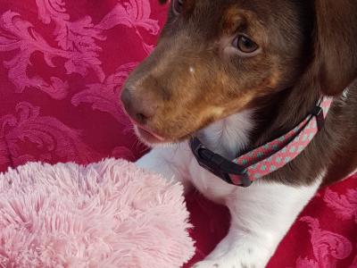 Cocker Spaniel x Jack Russell puppies