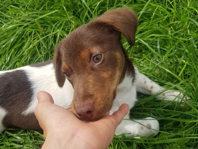 🐾 Adorable Puppies Ready for Their Forever Homes! 🐶💛