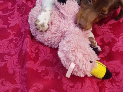 Beautiful Cocker Spaniel x Jack Russell puppies