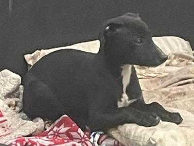 Whippet pups in Kildare.  Very strong healthy litter. Blue,Black,Blue/white,Fawn/White.
