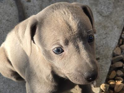 Whippet pups in Kildare.  Very strong healthy litter. Blue,Black,Blue/white,Fawn/White.