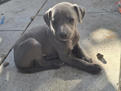 Whippet pups in Kildare.  Very strong healthy litter. Blue,Black,Blue/white,Fawn/White.