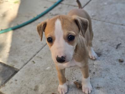 Whippet pups in Kildare.  Very strong healthy litter. Blue,Black,Blue/white,Fawn/White.