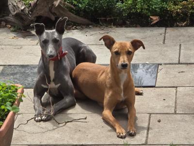 Whippet pups in Kildare.  Very strong healthy litter. Blue,Black,Blue/white,Fawn/White.