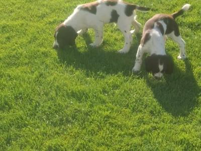 Liver and White Springer Spaniel puppies in Galway