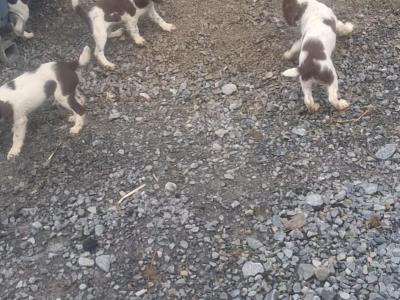 Liver and White Springer Spaniel puppies in Galway