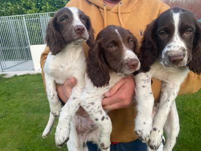 Liver and White Springer Spaniel puppies in Galway