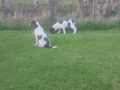Liver and White Springer Spaniel puppies in Galway