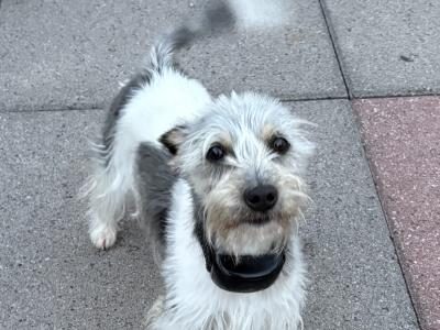 Rehoming male Jack Russell Terrier in Dublin