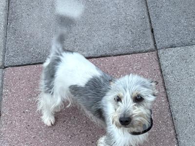 Rehoming male Jack Russell Terrier in Dublin