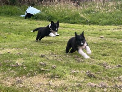 Purebred Non Registered Working Hill Border Collie puppies in Cork