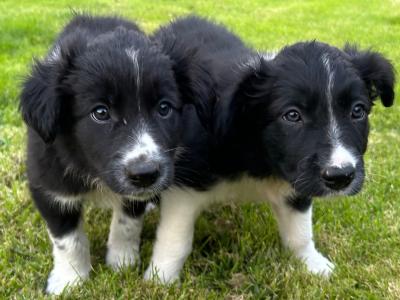 Purebred Non Registered Working Hill Border Collie puppies in Cork