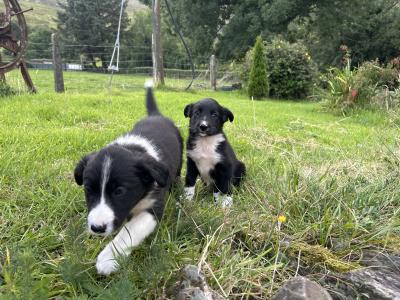 Purebred Non Registered Working Hill Border Collie puppies in Cork