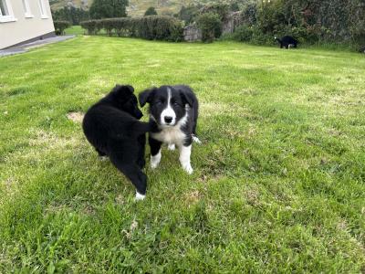 Purebred Non Registered Working Hill Border Collie puppies in Cork