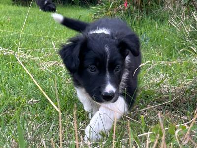 PNR Working Hill Border Collie puppies in Cork