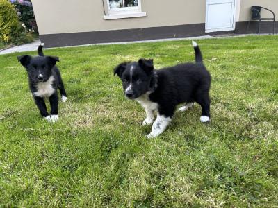 Purebred Non Registered Working Hill Border Collie puppies in Cork