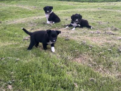 Purebred Non Registered Working Hill Border Collie puppies in Cork