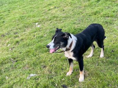 PNR Working Hill Border Collie pup plus 2 year old female dog free to good home  in Cork