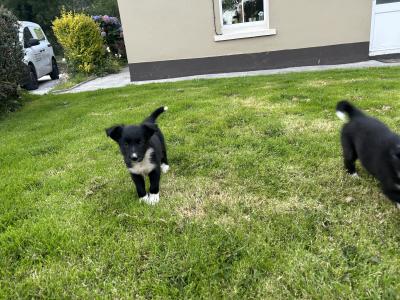 Purebred Non Registered Working Hill Border Collie puppies in Cork
