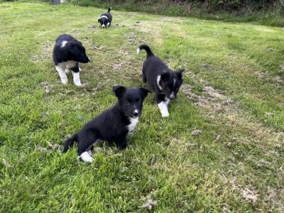 Purebred Non Registered Working Hill Border Collie puppies in Cork