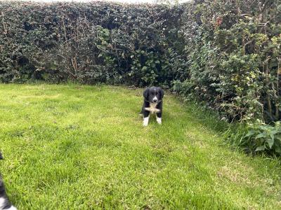 Purebred Non Registered Working Hill Border Collie puppies in Cork