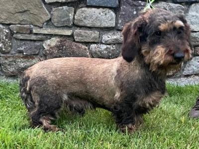 Wire Haired Dachshund Teckel puppies in Kilkenny - €700