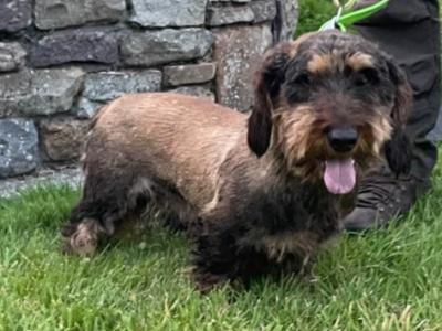 Wire Haired Dachshund Teckel puppies in Kilkenny - €700