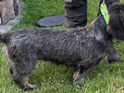 Wire Haired Dachshund Teckel puppies in Kilkenny - €700