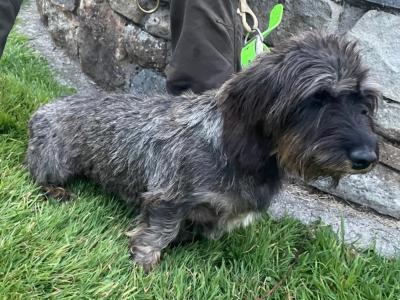Wire Haired Dachshund Teckel puppies in Kilkenny - €700