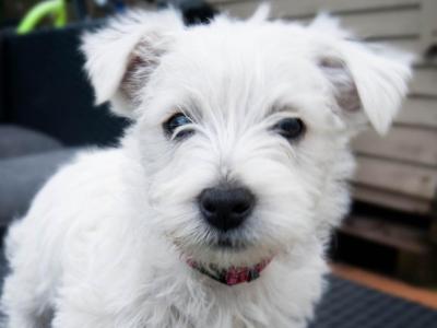 Male West Highland Terrier pup in Cork to be rehomed