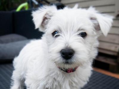 Male West Highland Terrier puppy in Cork to be rehomed