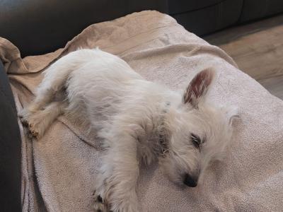 Male West Highland Terrier pup in Cork to be rehomed