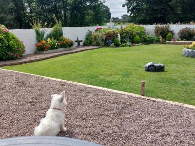 Male West Highland Terrier pup in Cork to be rehomed