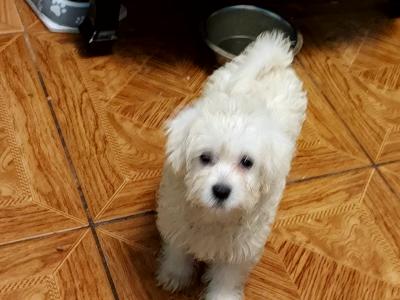 Maltipoo puppies in Longford