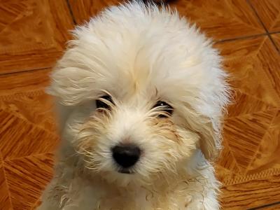 Maltipoo puppies in Longford