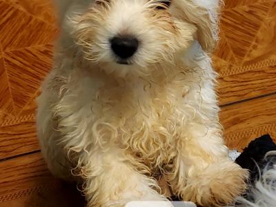 Maltipoo puppies in Longford