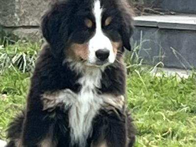 Bernese Mountain Dog Puppies for sale
