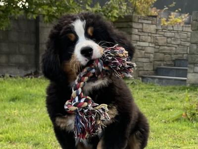 Bernese Mountain Dog Puppies for sale