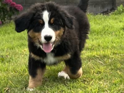 Bernese Mountain Dog Puppies for sale