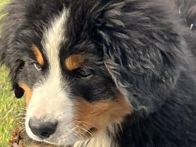 Bernese Mountain Dog Puppies for sale