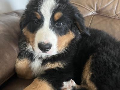 Bernese Mountain Dog Puppies for sale