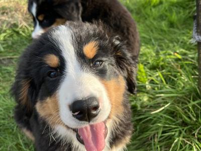 Bernese Mountain Dog Puppies for sale