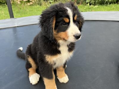 Bernese Mountain Dog Puppies for sale